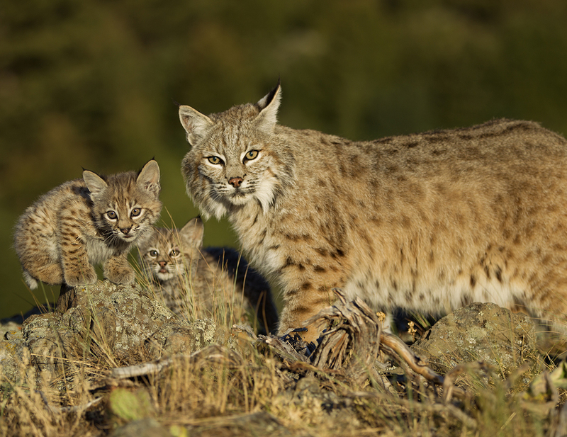 Wildlife June.jpg :: Bobcat with kittens of the year along a rocky ridgeline