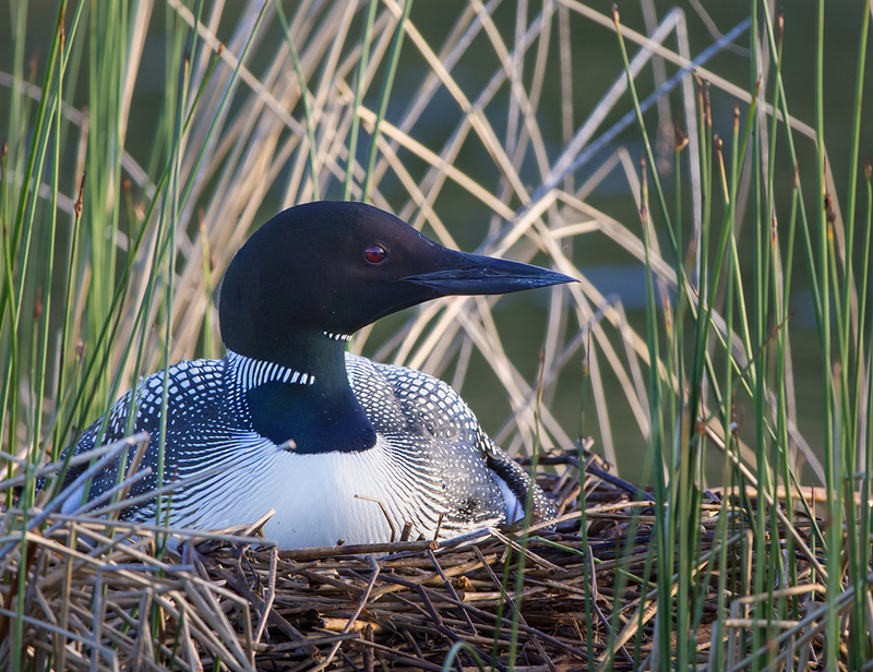 Wildlife May.jpg :: Female Common Loon sitting on eggs on nest, at edge of lake