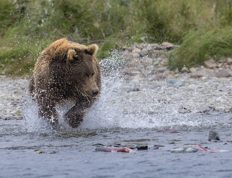 Wildlife November.jpg