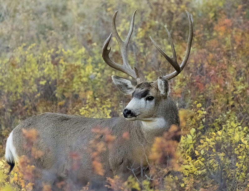 Wildlife October.jpg :: Heavy, tall 5x5 mule deer buck standing in brush in fall colors