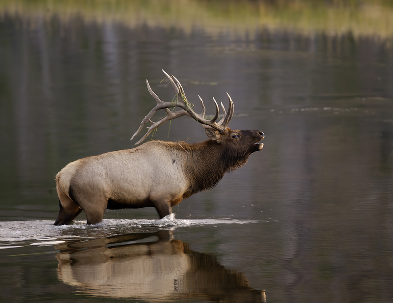 Wildlife September.jpg :: Bull Elk, Fall Rut, walking through still water of river