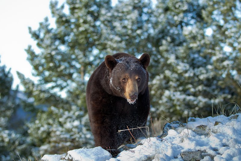TC-Black Bear Snow-D00047-00042.jpg :: Brown color phase Black Bear out of his den after hibernation looking for food after a fresh sno