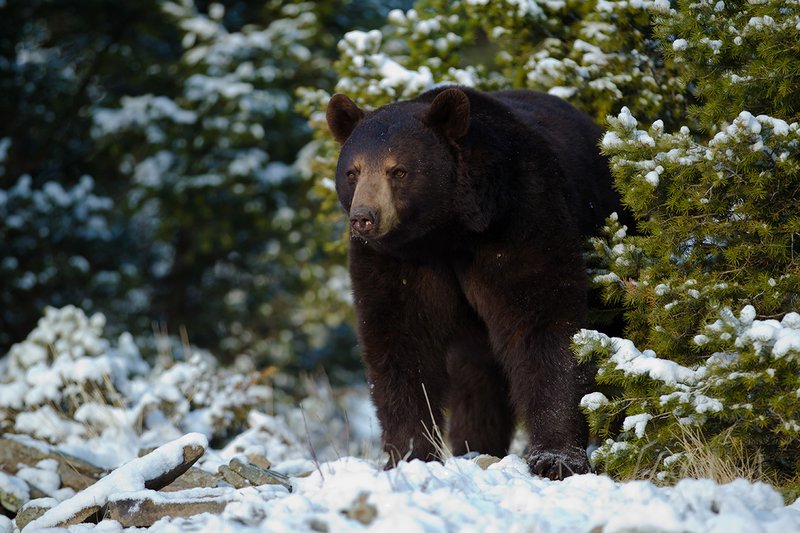TC-Black Bear Snow-D00047-00061.jpg :: Brown color phase Black Bear out of his den after hibernation looking for food after a fresh sno