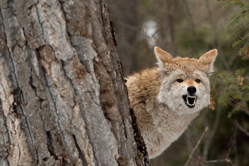 TC-Coyote-D00165-006181.jpg :: Blonde pelaged Coyote peering around a cottonwood tree snarling