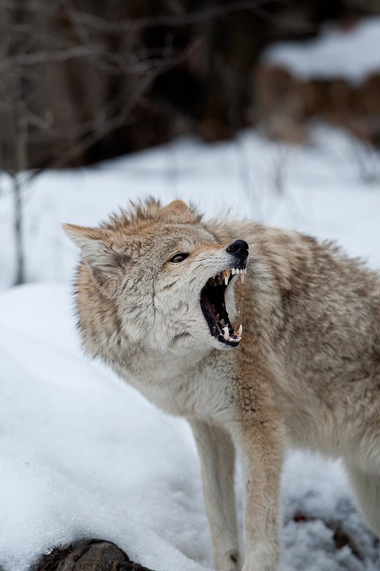 TC-Coyote-D00165-00677.jpg :: Blonde pelaged Coyote standing in snow quartering straight on snarling