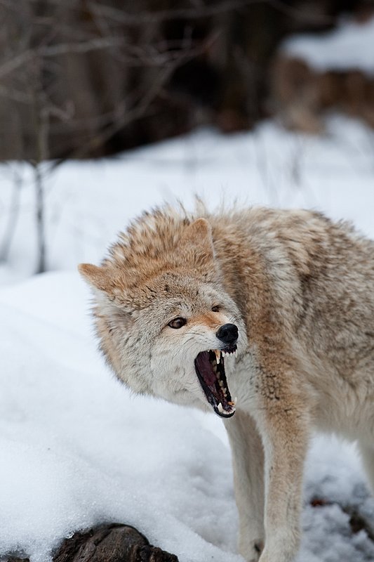 TC-Coyote-D00165-00683.jpg :: Blonde pelaged Coyote standing in snow quartering straight on snarling