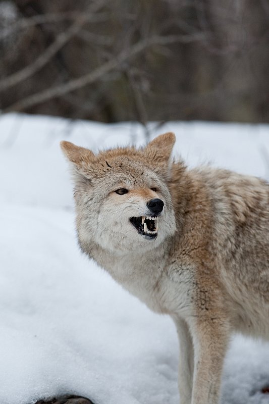 TC-Coyote-D00165-00695.jpg :: Blonde pelaged Coyote standing in snow quartering straight on snarling