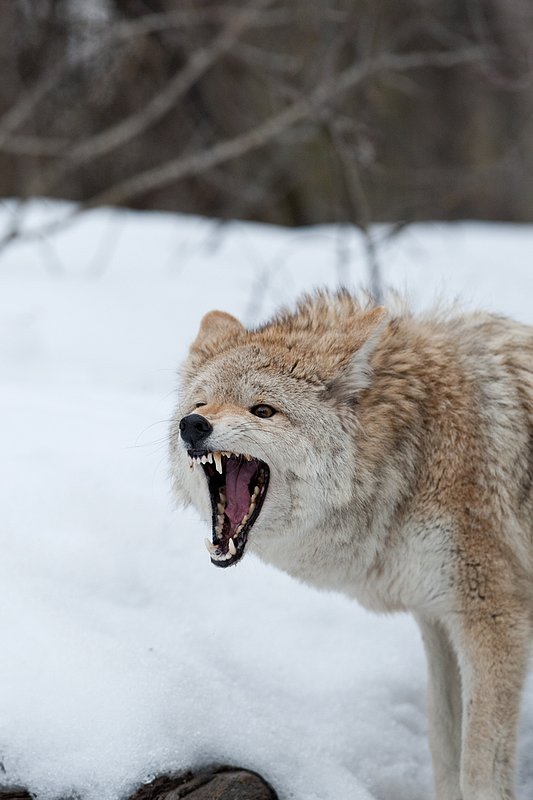 TC-Coyote-D00165-00699.jpg :: Blonde pelaged Coyote standing in snow quartering straight on snarling