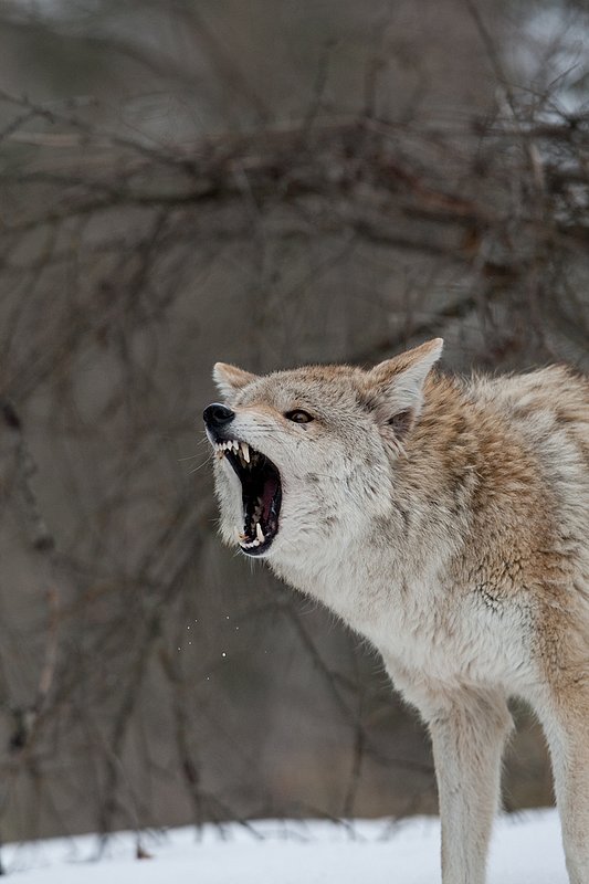 TC-Coyote-D00165-00729.jpg :: Blonde pelaged Coyote head/shoulder shot snarling