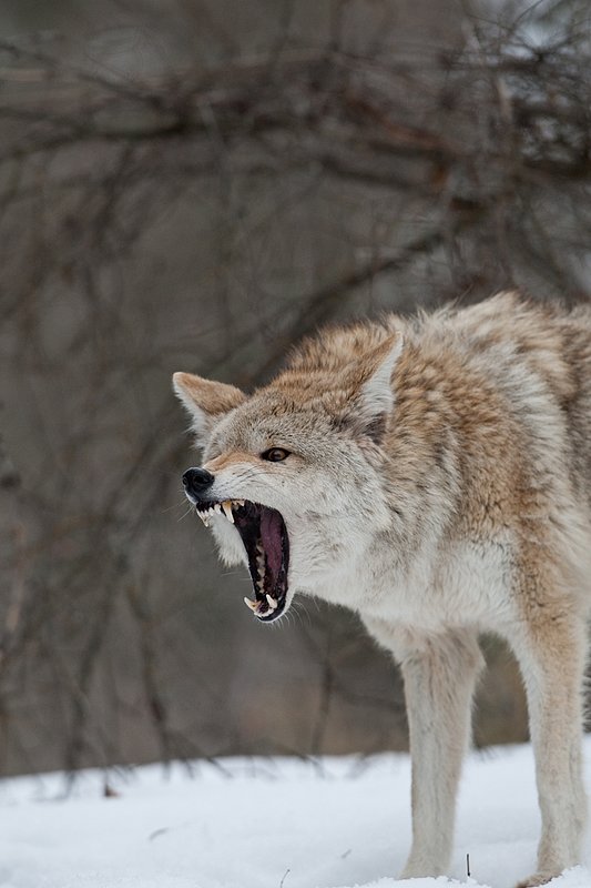 TC-Coyote-D00165-00738.jpg :: Blonde pelaged Coyote head/shoulder shot snarling