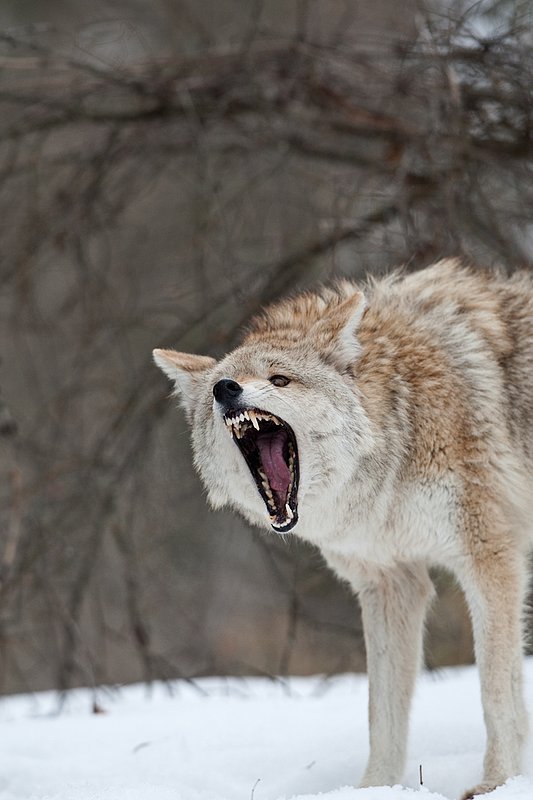 TC-Coyote-D00165-00741.jpg :: Blonde pelaged Coyote head/shoulder shot snarling