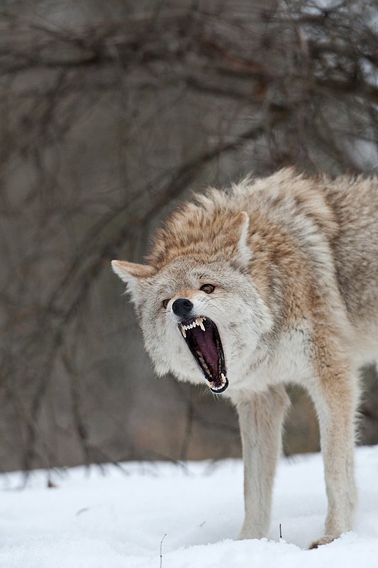 TC-Coyote-D00165-00756.jpg :: Blonde pelaged Coyote head/shoulder shot snarling