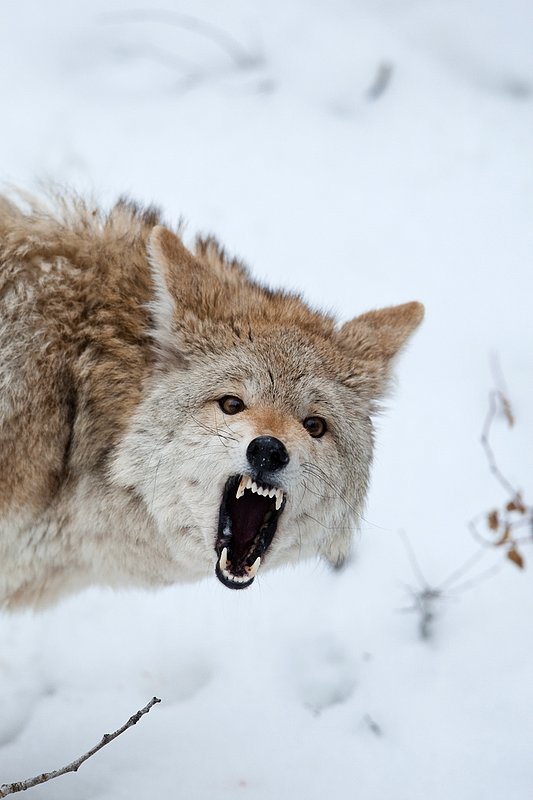 TC-Coyote-D00165-00777.jpg :: Blonde pelaged Coyote head/shoulder shot snarling