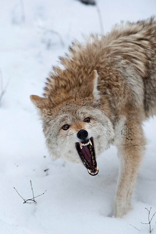 TC-Coyote-D00165-00783.jpg :: Blonde pelaged Coyote head/shoulder shot snarling