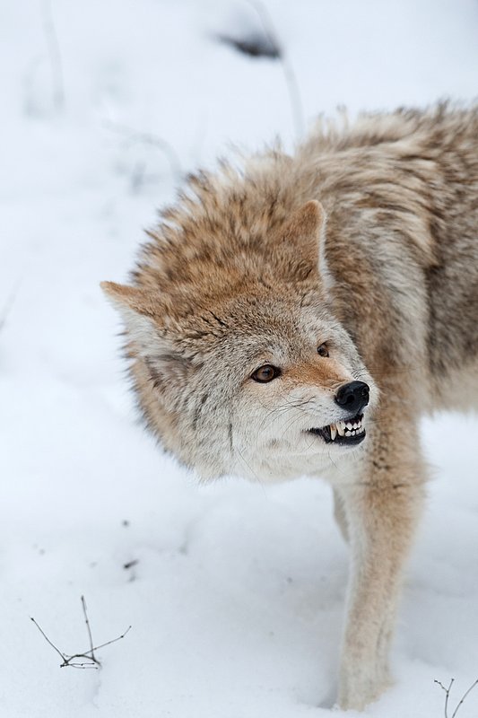 TC-Coyote-D00165-00791.jpg :: Blonde pelaged Coyote head/shoulder shot snarling