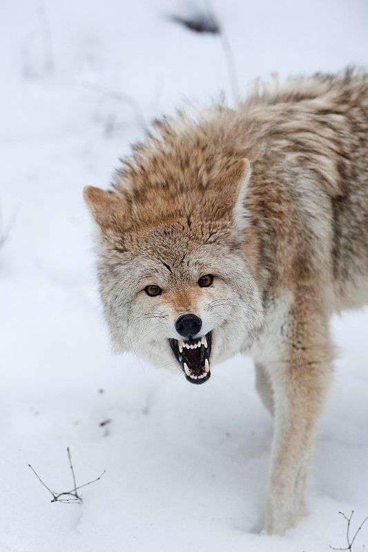 TC-Coyote-D00165-00798.jpg :: Blonde pelaged Coyote head/shoulder shot snarling