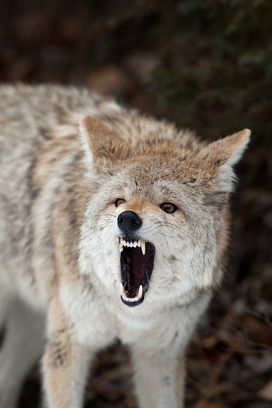 TC-Coyote-D00165-00806.jpg :: Blonde pelaged Coyote standing straight on snarling