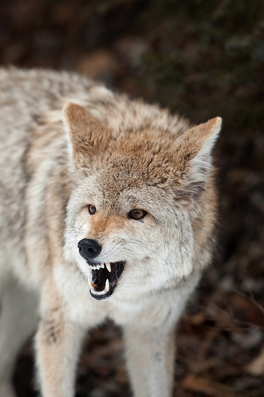 TC-Coyote-D00165-00810.jpg :: Blonde pelaged Coyote standing straight on snarling