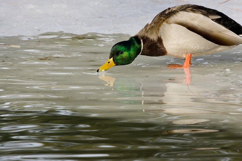 TC-Mallard Ducks-D00594-00182.jpg :: Drake Mallard Duck standing on edge of ice shelf at edge of water taking a drink from the water