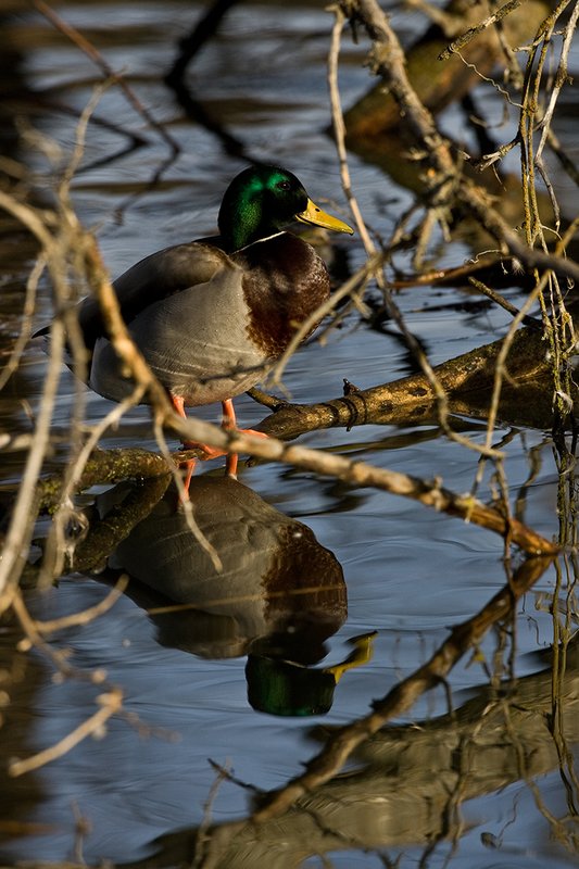 TC-Mallard Ducks-D0594-00024.jpg :: Drake Mallard Duck standing on a downed tree in water for rest