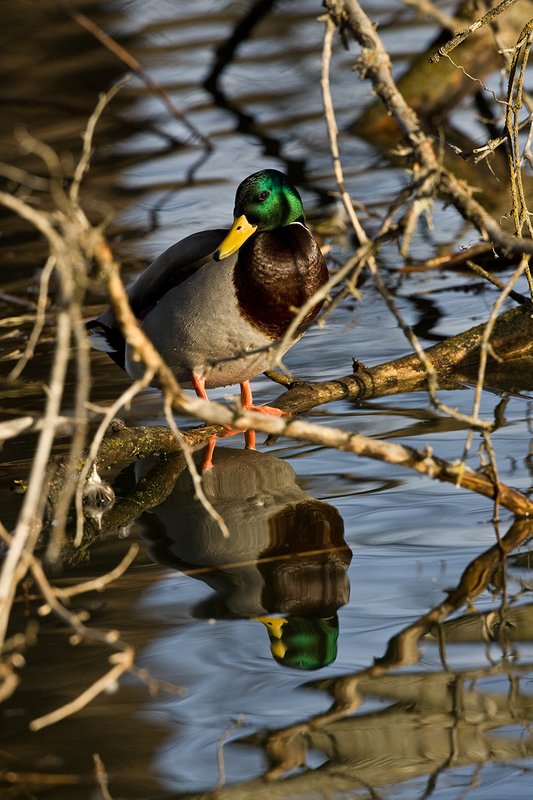 TC-Mallard Ducks-D0594-00030.jpg :: Drake Mallard Duck standing on a downed tree in water for rest