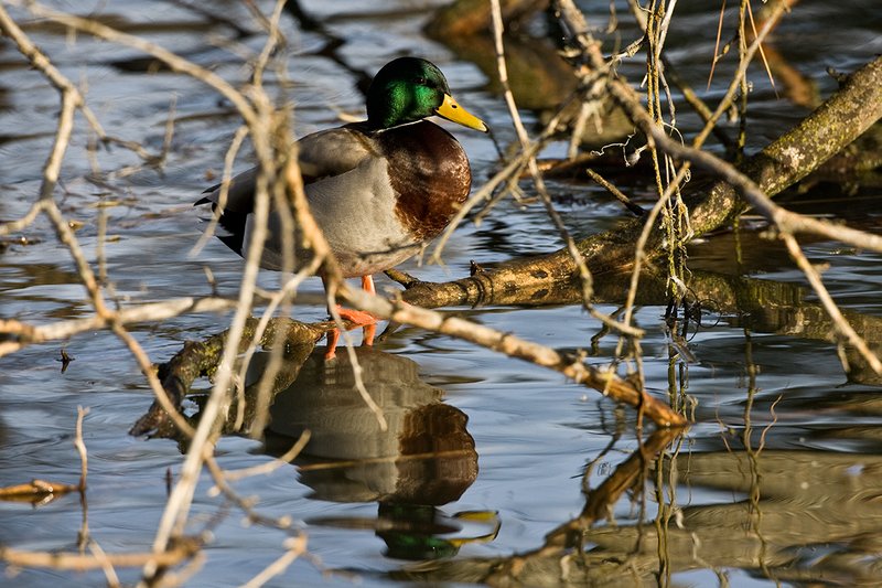TC-Mallard Ducks-D0594-00039.jpg :: Drake Mallard Duck standing on a downed tree in water for rest