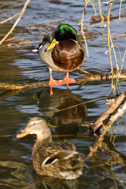 TC-Mallard Ducks-D0594-00051.jpg :: Drake Mallard Duck standing on a downed tree in water for rest