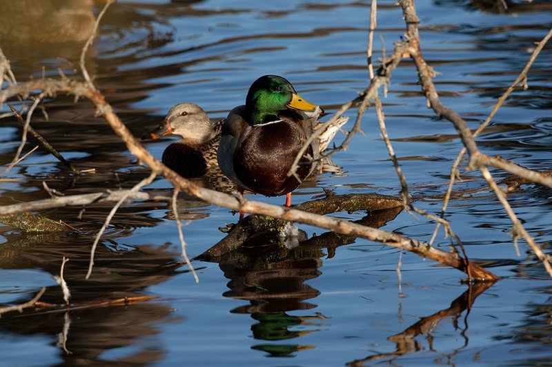TC-Mallard Ducks-D0594-00057.jpg :: Drake Mallard Duck standing on a downed tree in water for rest