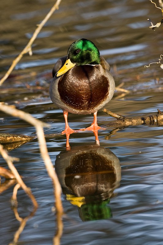 TC-Mallard Ducks-D0594-00062.jpg