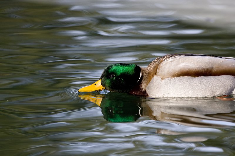 TC-Mallard Ducks-D0594-00069.jpg :: Drake Mallard Duck skimming the surface of the water with bill on surface of water