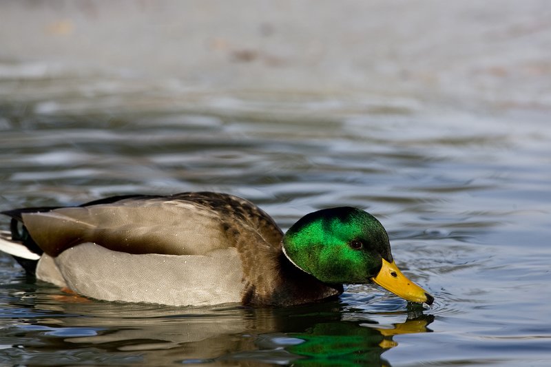 TC-Mallard Ducks-D0594-00080.jpg :: Drake Mallard Duck skimming the surface of the water with bill on surface of water