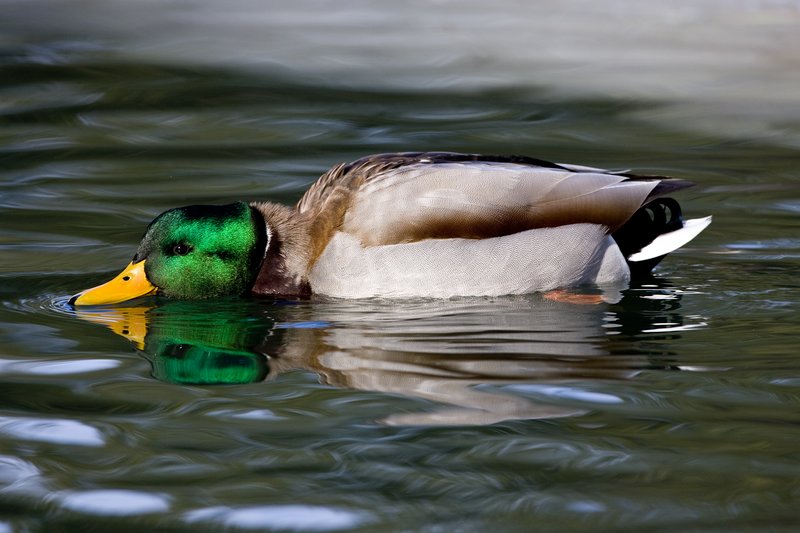 TC-Mallard Ducks-D0594-00087.jpg :: Drake Mallard Duck skimming the surface of the water with bill on surface of water