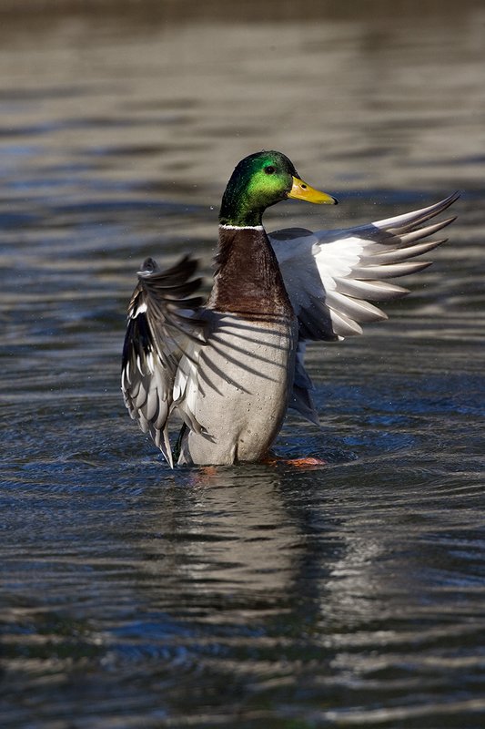 TC-Mallard Ducks-D0594-00105.jpg :: Drake Mallard Duck standing upright flapping wings to clean water off of his body/wings
