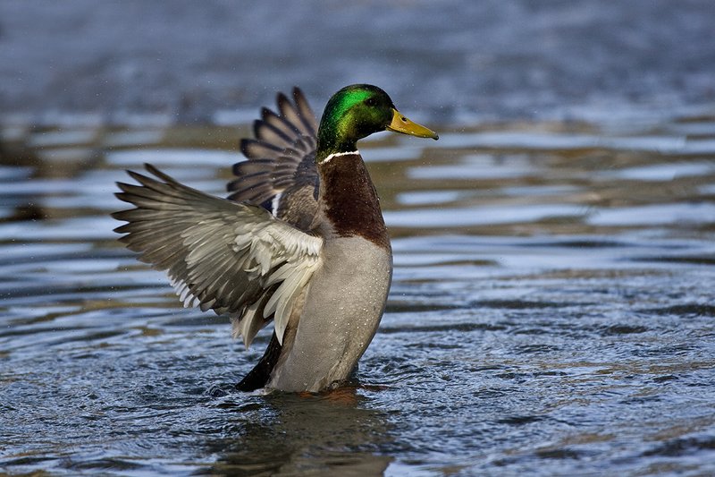 TC-Mallard Ducks-D0594-00106.jpg :: Drake Mallard Duck standing upright flapping wings to clean water off of his body/wings