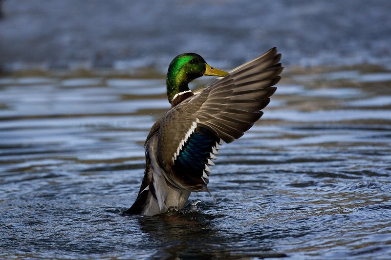 TC-Mallard Ducks-D0594-00107.jpg :: Drake Mallard Duck standing upright flapping wings to clean water off of his body/wings