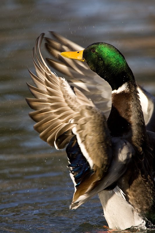 TC-Mallard Ducks-D0594-00109.jpg :: Drake Mallard Duck standing upright flapping wings to clean water off of his body/wings