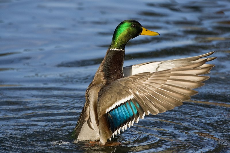 TC-Mallard Ducks-D0594-00110.jpg :: Drake Mallard Duck standing upright flapping wings to clean water off of his body/wings