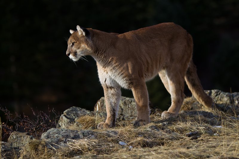 TC-Mountain Lion-D00577-00002.jpg :: Mountain lion male standing on edge of mountain canyon with dark shadow background