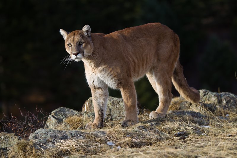 TC-Mountain Lion-D00577-00005.jpg :: Mountain lion male standing on edge of mountain canyon with dark shadow background