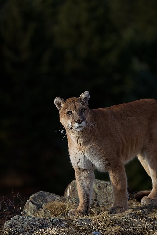 TC-Mountain Lion-D00577-00007.jpg :: Mountain lion male standing on edge of mountain canyon with dark shadow background