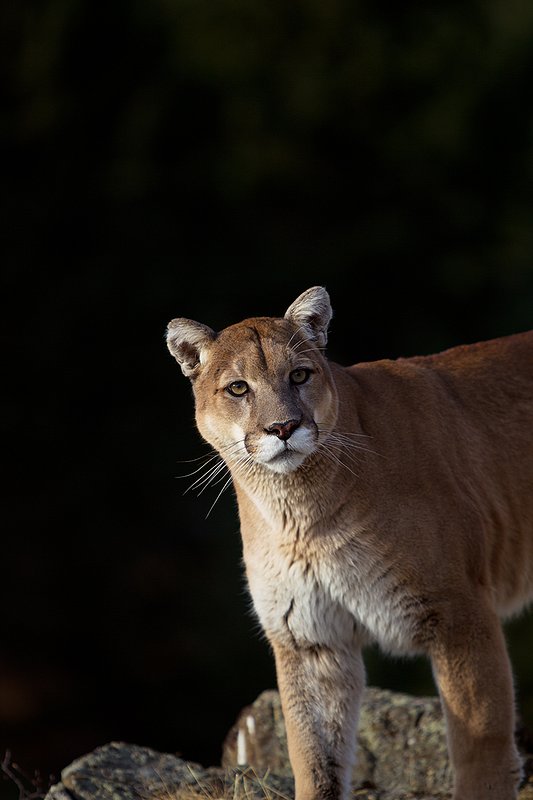 TC-Mountain Lion-D00577-00012.jpg :: Mountain lion male standing on edge of mountain canyon with dark shadow background