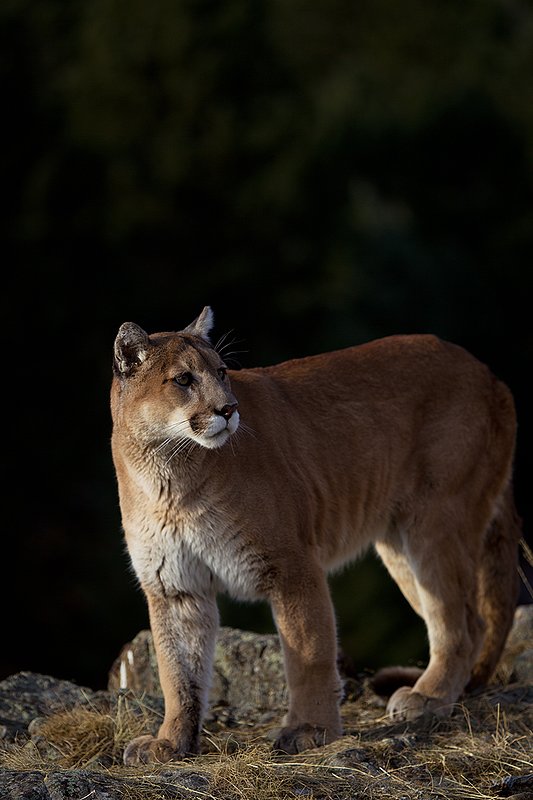 TC-Mountain Lion-D00577-00014.jpg :: Mountain lion male standing on edge of mountain canyon with dark shadow background