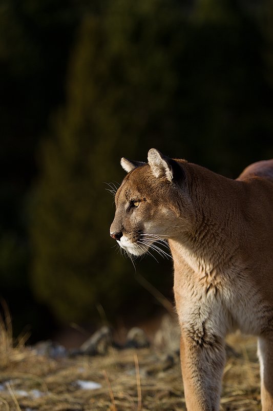 TC-Mountain Lion-D00577-00017.jpg :: Mountain lion male standing on edge of mountain canyon with dark shadow background