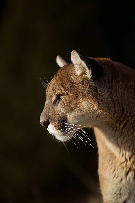 TC-Mountain Lion-D00577-00018.jpg :: Mountain lion male standing on edge of mountain canyon with dark shadow background