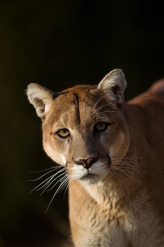 TC-Mountain Lion-D00577-00021.jpg :: Mountain lion male standing on edge of mountain canyon with dark shadow background