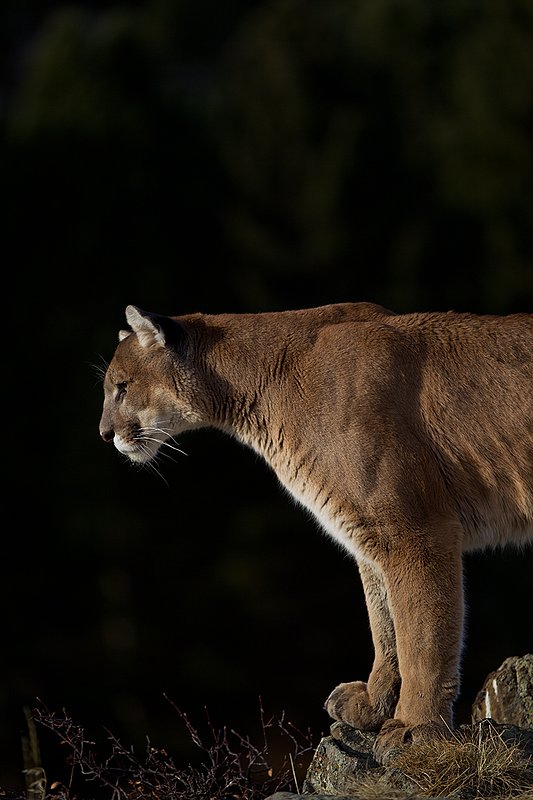 TC-Mountain Lion-D00577-00023.jpg :: Mountain lion male standing on edge of mountain canyon with dark shadow background