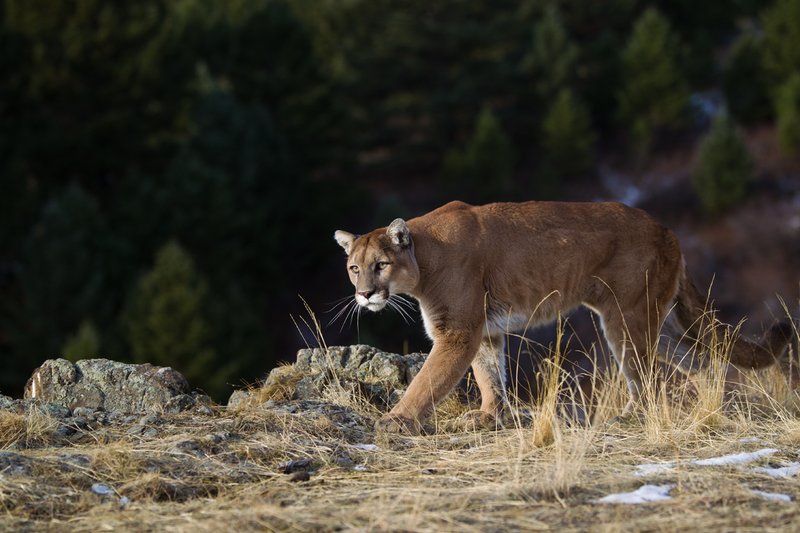 TC-Mountain Lion-D00577-00026.jpg :: Mountain lion male walking along the edge of mountain canyon with dark shadow background