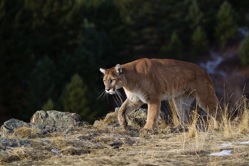 TC-Mountain Lion-D00577-00029.jpg :: Mountain lion male walking along the edge of mountain canyon with dark shadow background