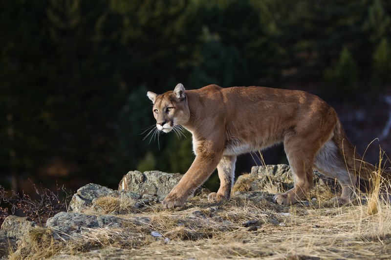 TC-Mountain Lion-D00577-00030.jpg :: Mountain lion male walking along the edge of mountain canyon with dark shadow background