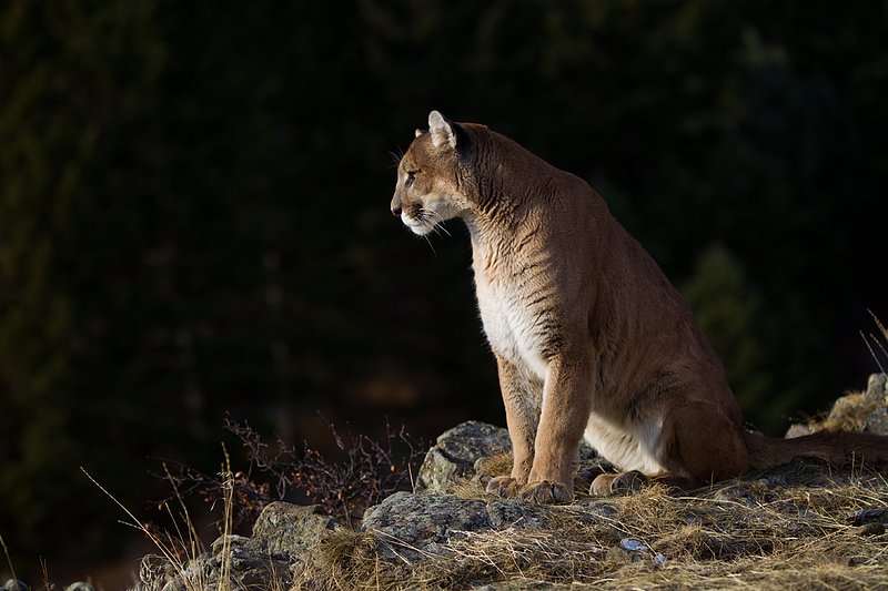 TC-Mountain Lion-D00577-00031.jpg :: Mountain lion male sitting on edge of mountain canyon with dark shadow background
